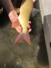 Moxostoma macrolepidotum