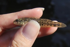 Etheostoma zonale