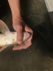 Moxostoma macrolepidotum