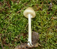 Zhuliangomyces