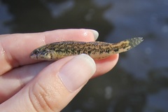 Etheostoma zonale