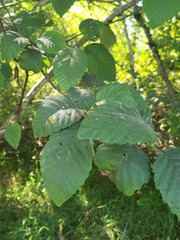 Alnus rubra