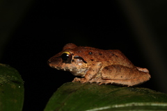 Pristimantinae
