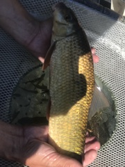 Moxostoma macrolepidotum