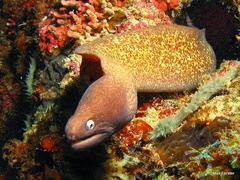 Gymnothorax thyrsoideus