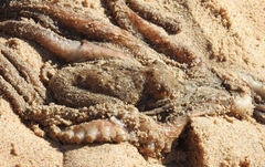 Octopus vulgaris