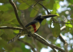 Pteroglossus aracari