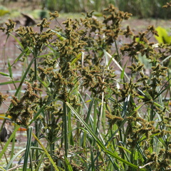 Cyperus exaltatus