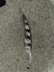 Accipiter