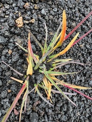 Poa alpina