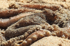 Octopus vulgaris