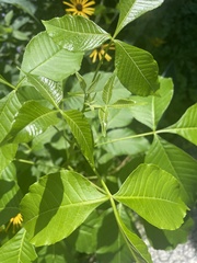 Ptelea trifoliata