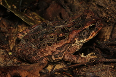 Rhinella marina