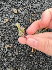 Poa alpina