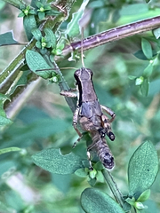 Melanoplus scudderi