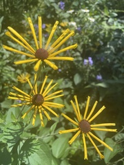 Helianthus angustifolius