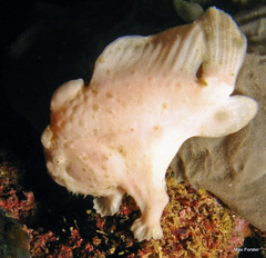 Antennarius commerson