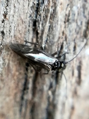 Elipsocidae