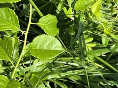 Celastrus orbiculatus