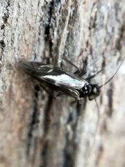 Elipsocidae
