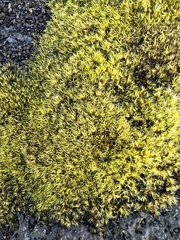 Racomitrium lanuginosum