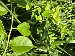 Celastrus orbiculatus