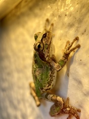 Hyla japonica