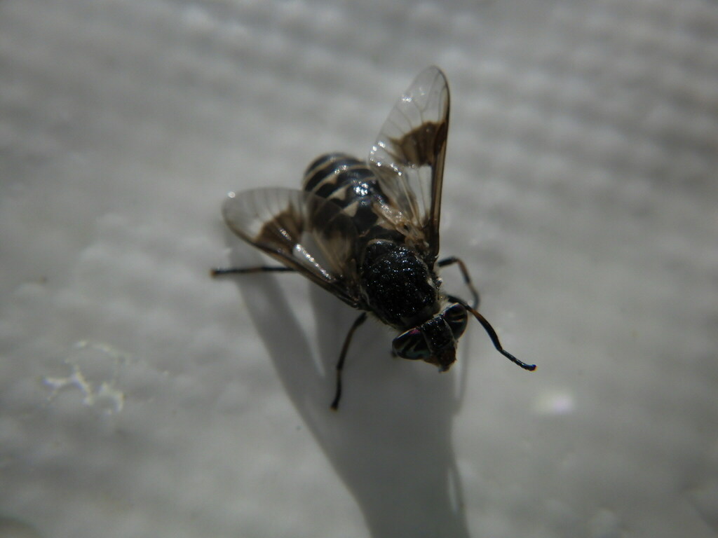 Chrysops aestuans