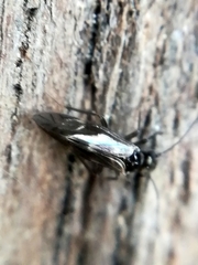 Elipsocidae