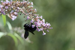 Xylocopa violacea