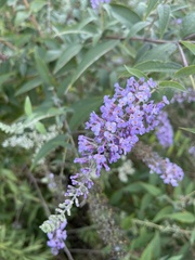 Buddleja davidii