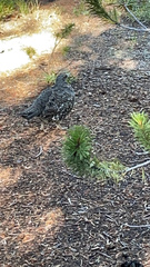 Dendragapus obscurus