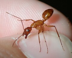 Camponotus castaneus