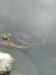 Pseudemys