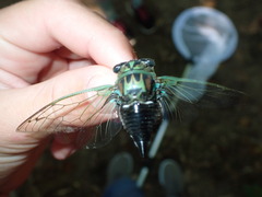 Neotibicen linnei