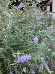 Buddleja davidii