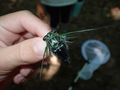 Neotibicen linnei
