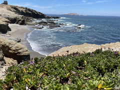 Dimorphotheca fruticosa