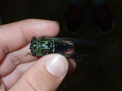 Neotibicen linnei