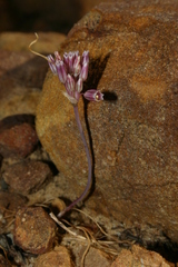 Allium lehmannii
