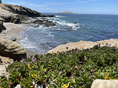 Dimorphotheca fruticosa