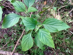 Plectranthus ecklonii