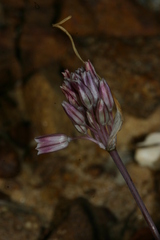 Allium lehmannii