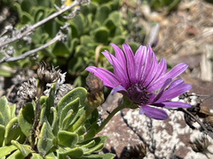 Dimorphotheca fruticosa