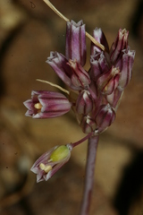 Allium lehmannii