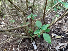 Plectranthus ecklonii