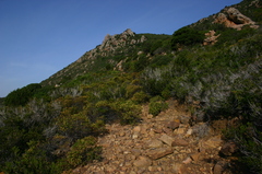 Cistus monspeliensis