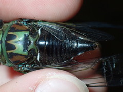Neotibicen linnei