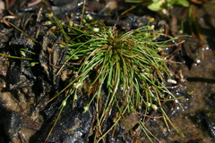 Isolepis cernua