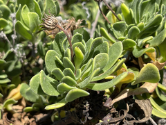 Dimorphotheca fruticosa